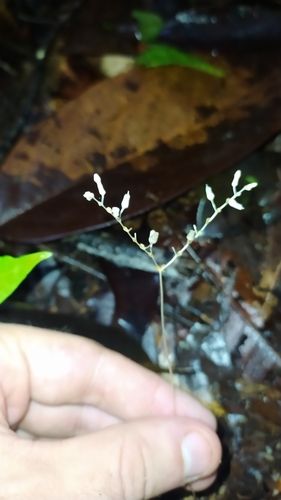 Gymnosiphon breviflorus (Gymnosiphon breviflorus)