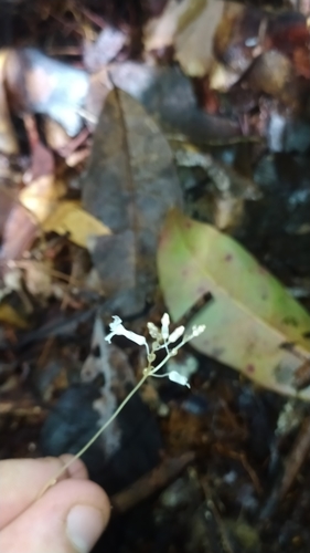 Gymnosiphon breviflorus (Gymnosiphon breviflorus)