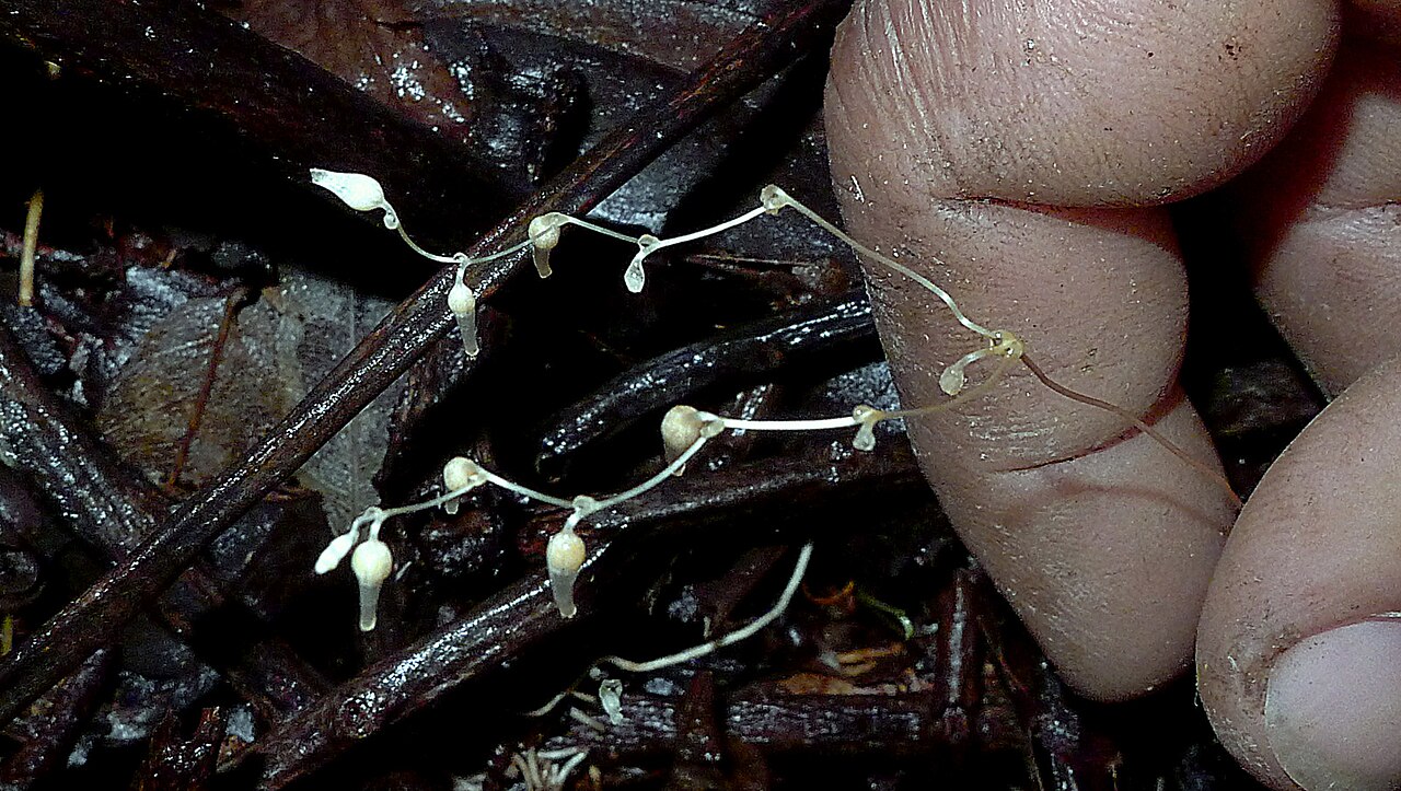 Gymnosiphon divaricatus: Gymnosiphon divaricatus (Benth.) Benth. & Hook. f.