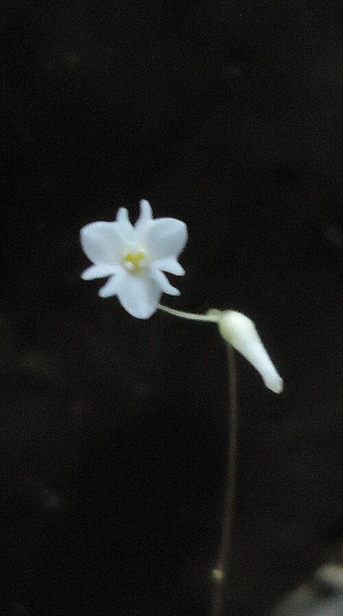 Gymnosiphon divaricatus: Gymnosiphon divaricatus (Benth.) Benth. & Hook. f