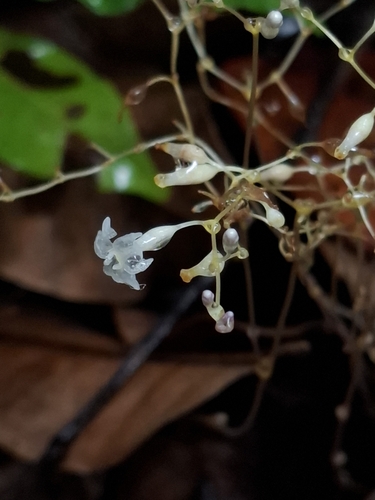 Gymnosiphon divaricatus (Gymnosiphon divaricatus)