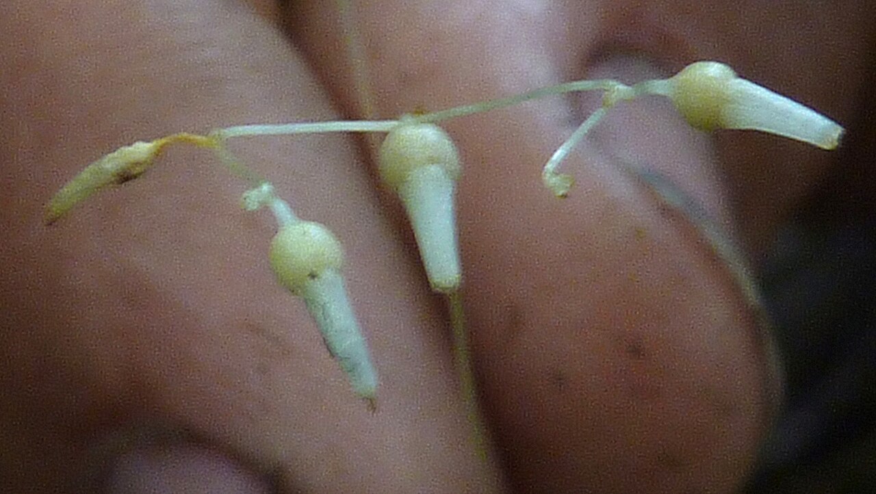 Gymnosiphon divaricatus: Gymnosiphon divaricatus (Benth.) Benth. & Hook. f.