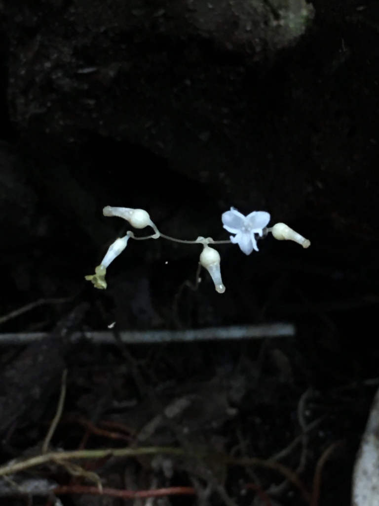 Gymnosiphon divaricatus (Gymnosiphon divaricatus)