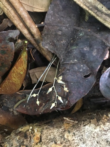 Gymnosiphon divaricatus (Gymnosiphon divaricatus)