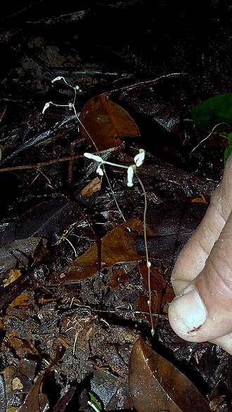 Gymnosiphon divaricatus: Gymnosiphon divaricatus (Benth.) Benth. & Hook. f.