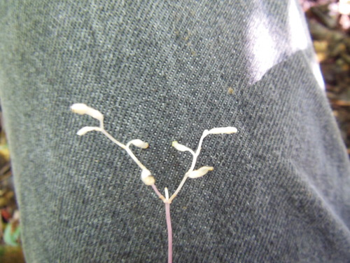Gymnosiphon divaricatus (Gymnosiphon divaricatus)