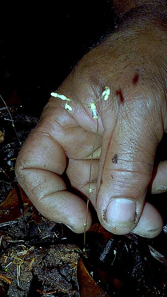 Gymnosiphon divaricatus: Gymnosiphon divaricatus (Benth.) Benth. & Hook. f.