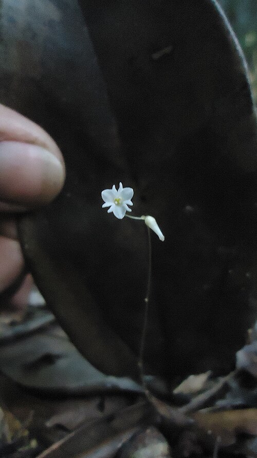 Gymnosiphon divaricatus: Gymnosiphon divaricatus (Benth.) Benth. & Hook. f