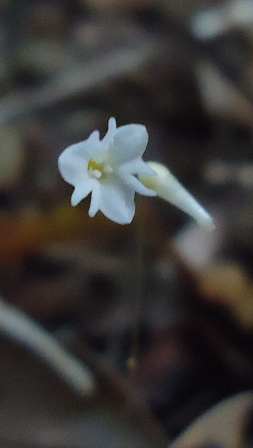 Gymnosiphon divaricatus: Gymnosiphon divaricatus (Benth.) Benth. & Hook. f