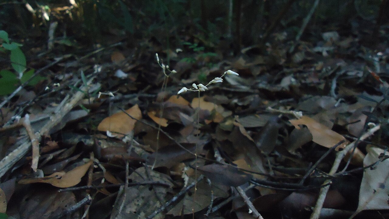 Gymnosiphon divaricatus: Gymnosiphon divaricatus (Benth.) Benth. & Hook. f