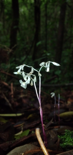 Gymnosiphon suaveolens (Gymnosiphon suaveolens)