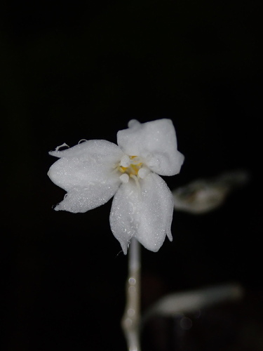 Gymnosiphon suaveolens (Gymnosiphon suaveolens)