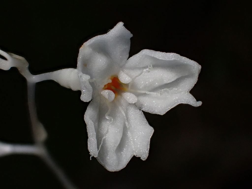 Gymnosiphon suaveolens (Gymnosiphon suaveolens)