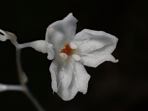 Gymnosiphon suaveolens (Gymnosiphon suaveolens)