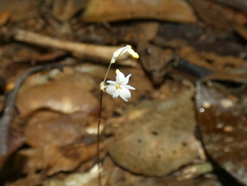 Gymnosiphon suaveolens (Gymnosiphon suaveolens)