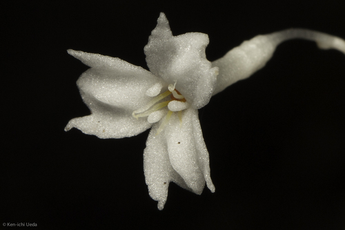 Gymnosiphon suaveolens (Gymnosiphon suaveolens)