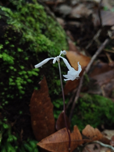 Gymnosiphon suaveolens (Gymnosiphon suaveolens)