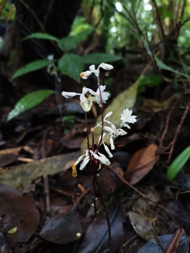 Gymnosiphon suaveolens (Gymnosiphon suaveolens)