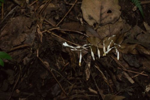 Gymnosiphon suaveolens (Gymnosiphon suaveolens)