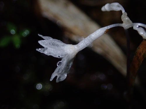 Gymnosiphon suaveolens (Gymnosiphon suaveolens)