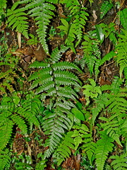 Gymnosphaera denticulata (Gymnosphaera denticulata)