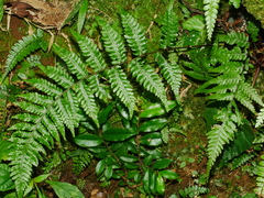 Gymnosphaera denticulata (Gymnosphaera denticulata)