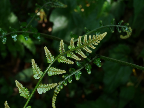 Gymnosphaera metteniana (Gymnosphaera metteniana)