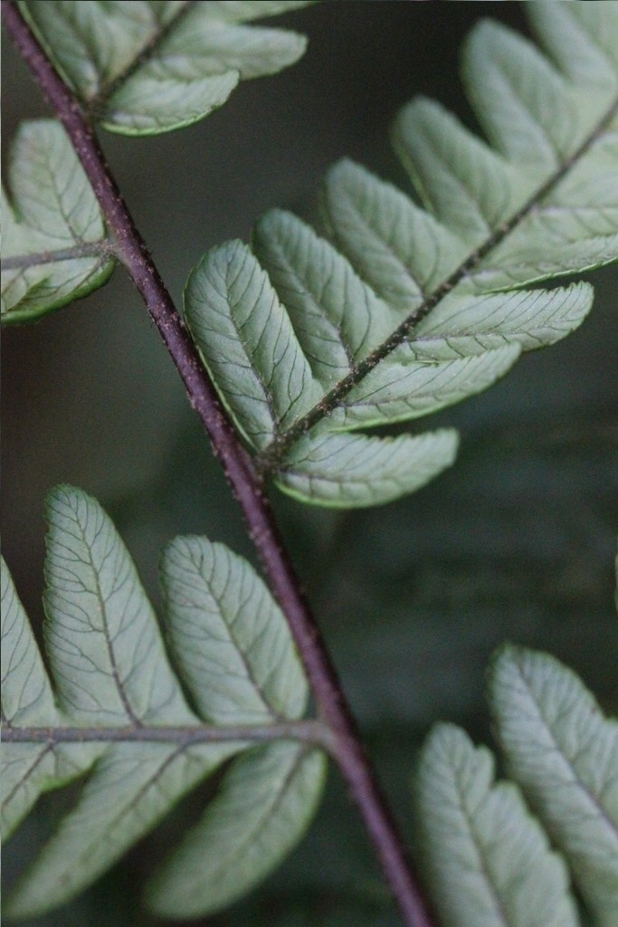 Gymnosphaera metteniana (Gymnosphaera metteniana)