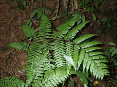 Gymnosphaera metteniana (Gymnosphaera metteniana)