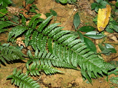 Gymnosphaera metteniana (Gymnosphaera metteniana)