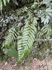 Gymnosphaera metteniana (Gymnosphaera metteniana)