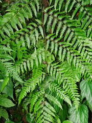 Gymnosphaera metteniana (Gymnosphaera metteniana)