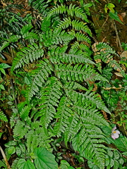 Gymnosphaera metteniana (Gymnosphaera metteniana)