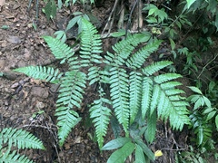 Gymnosphaera metteniana (Gymnosphaera metteniana)