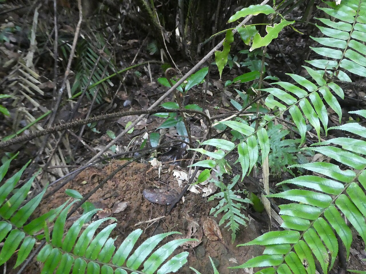 Gymnosphaera rebeccae: Gymnosphaera rebeccae in Wooroonooran National Park, Queensland, Australia
