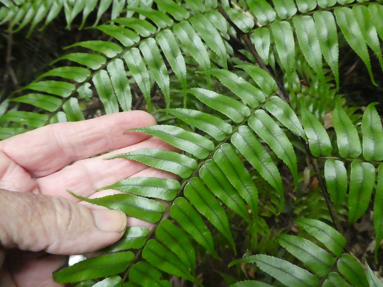 Gymnosphaera rebeccae: Gymnosphaera rebeccae in Wooroonooran National Park, Queensland, Australia
