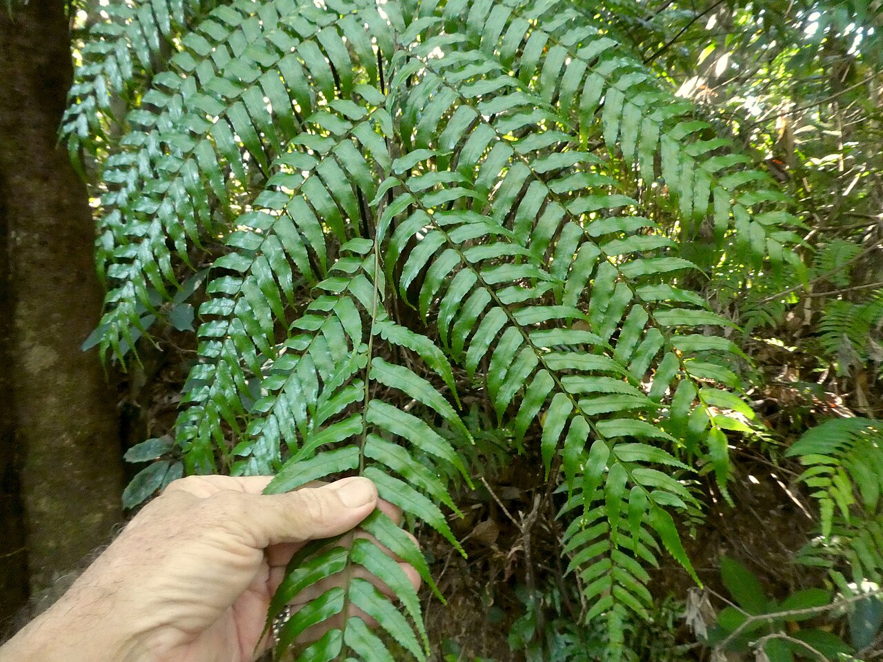 Gymnosphaera rebeccae: Gymnosphaera rebeccae in rainforest on the Lamb Range near Cairns , Queensland