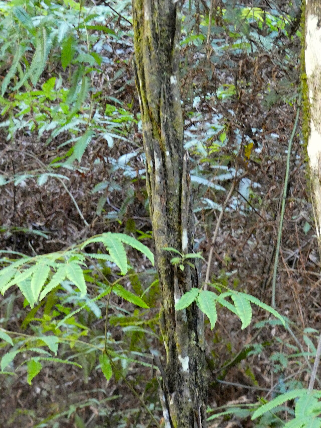 Gymnosphaera rebeccae: Gymnosphaera rebeccae growing in rainforest on the Lamb Range west of Cairns , Queensland