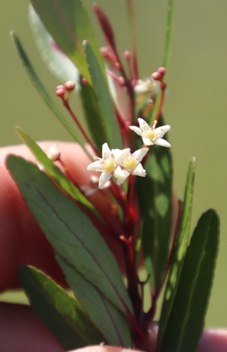 Willow koko tree (Gymnosporia bachmannii)