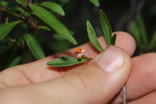 Willow koko tree (Gymnosporia bachmannii)