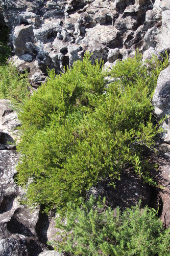 Willow koko tree (Gymnosporia bachmannii)