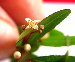 Willow koko tree (Gymnosporia bachmannii)