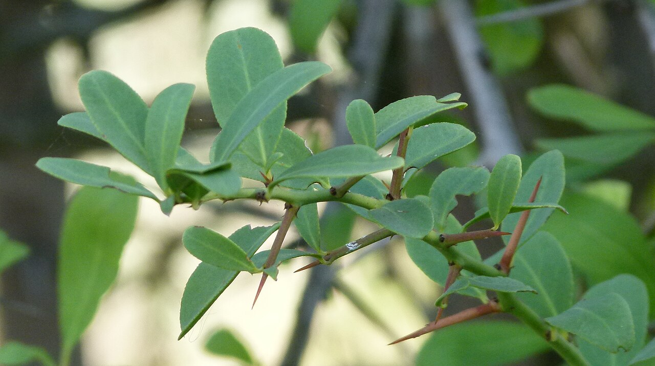 Gymnosporia buxifolia: Jardin botanique Barcelone