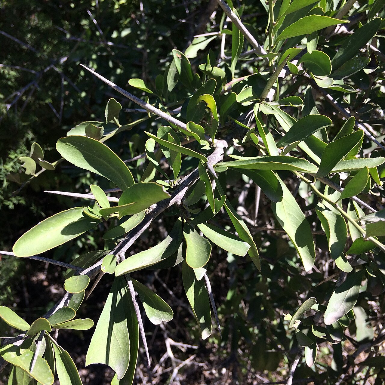 Gymnosporia buxifolia: Gymnosporia buxifolia branch