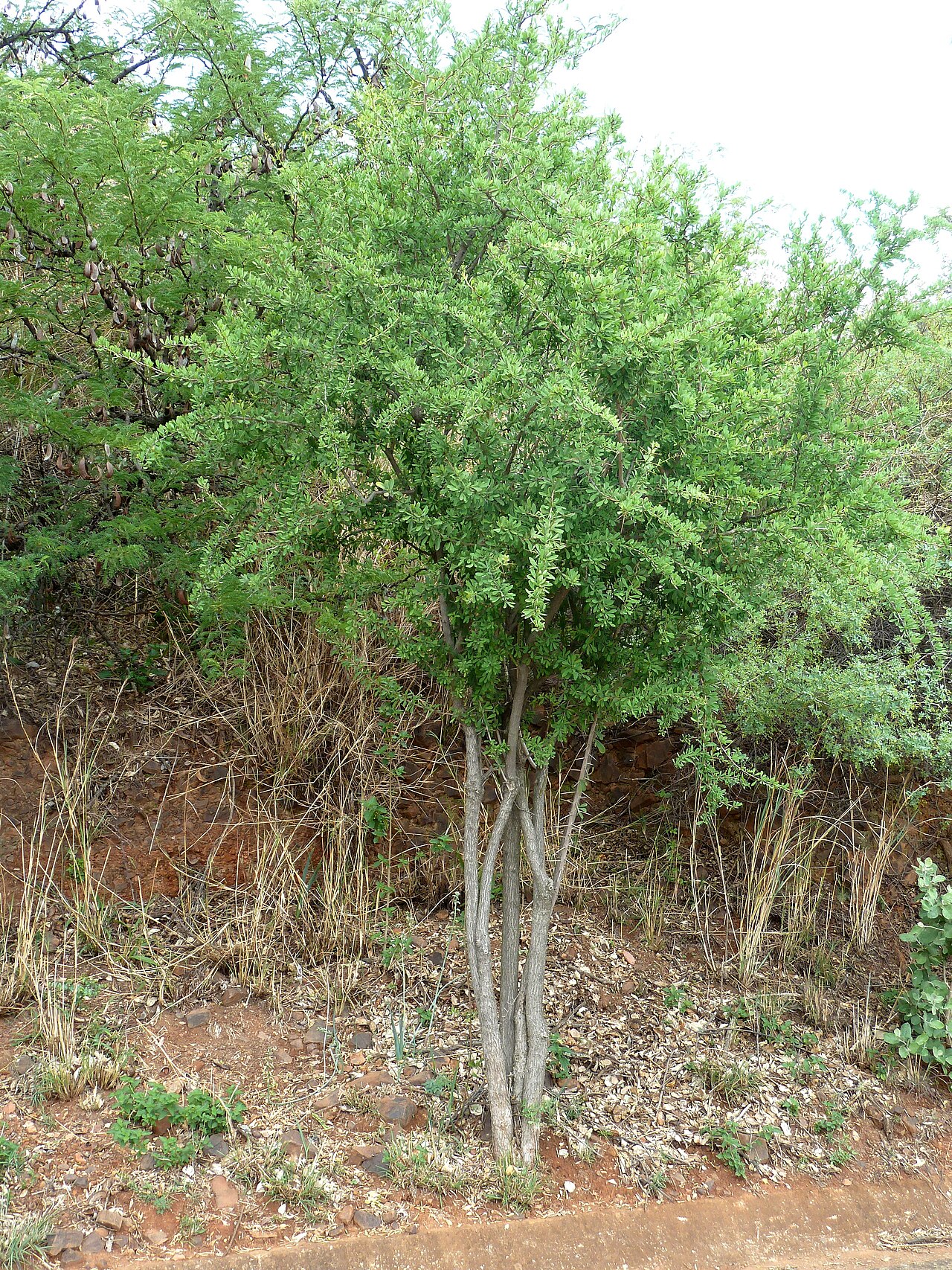 Gymnosporia buxifolia: Habit of a Common spike-thorn at Schanskop, Pretoria