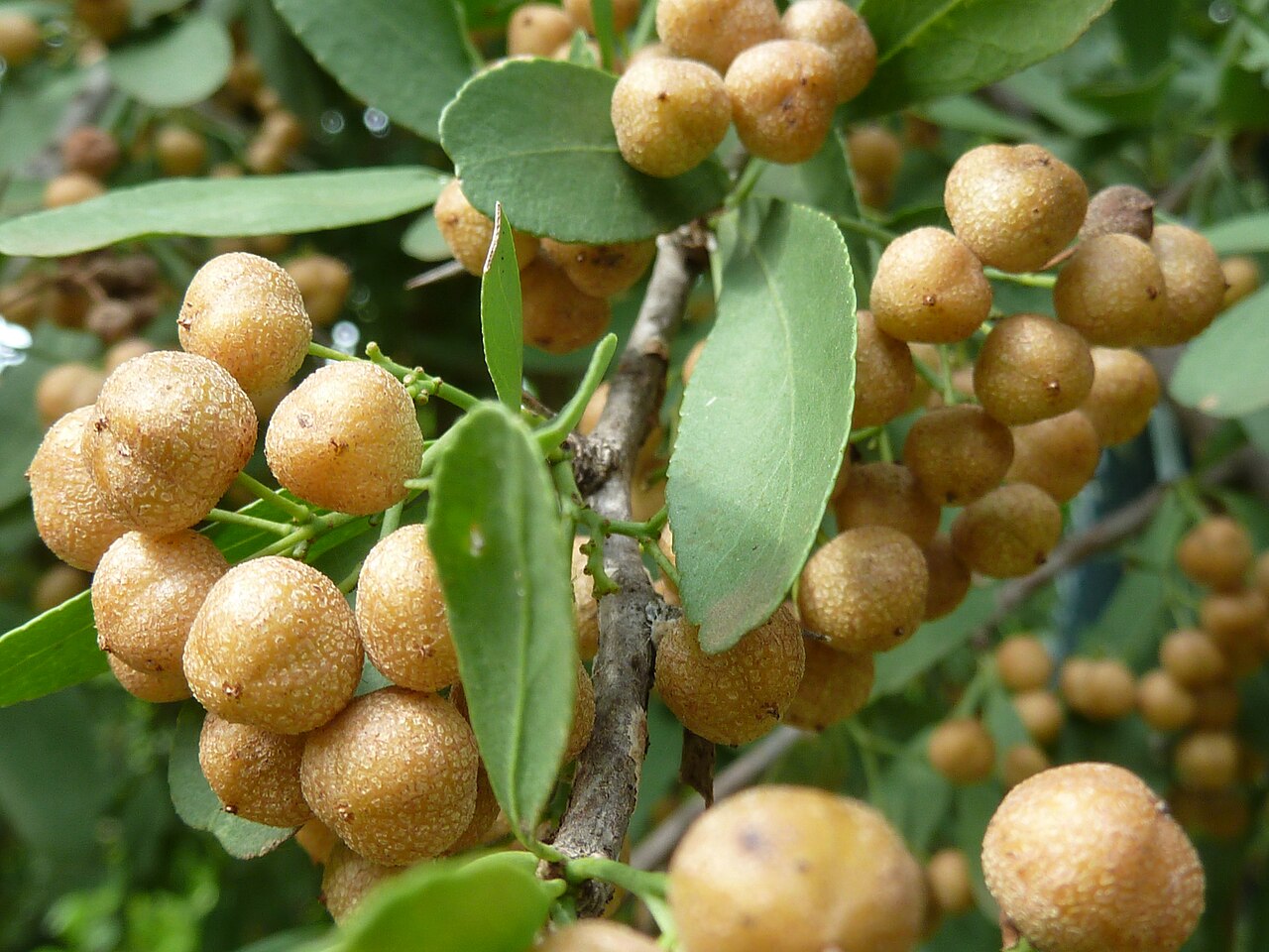 Gymnosporia buxifolia: Fruit of a Common spike-thorn in Lynnwood Glen, Pretoria, South Africa