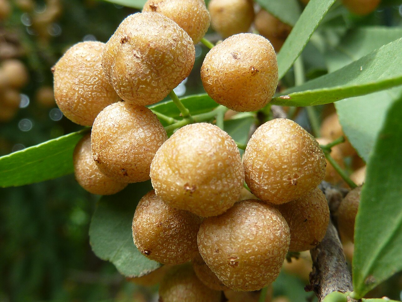Gymnosporia buxifolia: Fruit of a Common spike-thorn in Lynnwood Glen, Pretoria, South Africa