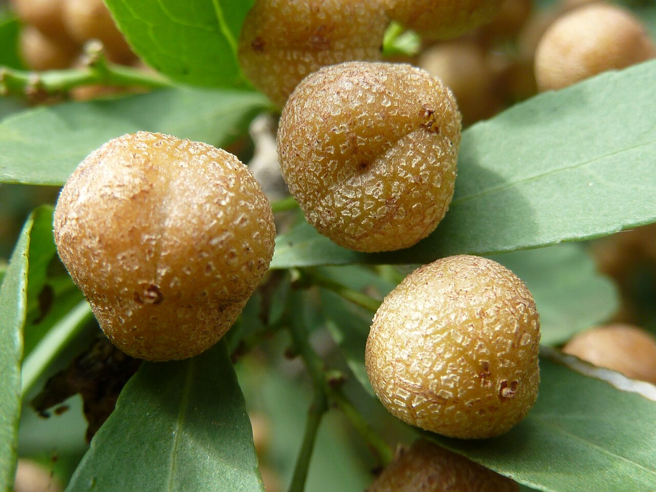 Gymnosporia buxifolia: Fruit of a Common spike-thorn in Lynnwood Glen, Pretoria, South Africa
