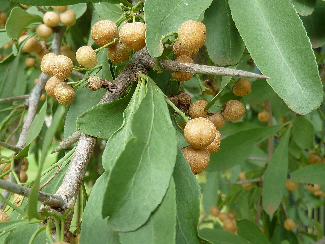 Gymnosporia buxifolia: Fruit of a Common spike-thorn in Lynnwood Glen, Pretoria, South Africa