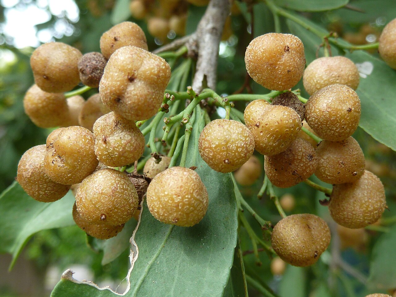 Gymnosporia buxifolia: Fruit of a Common spike-thorn in Lynnwood Glen, Pretoria, South Africa